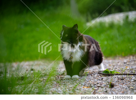 Black and white fluffy cat walking on gravel path in green garden during summer day 136098968