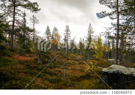 Autumn meadow landscape with pine forest and dramatic cloudy sky in Finland Autumn meadow landscape with pine forest and dramatic cloudy sky in Finland 136098973