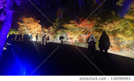 People enjoying the illuminated autumn leaves People enjoying the illuminated autumn leaves 136098981