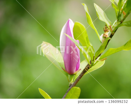 Elegant pink magnolia flower bud on branch with fresh green leaves. Spring bloom, floral nature background, beauty, growth, gardening, zen and freshness concept 136099232