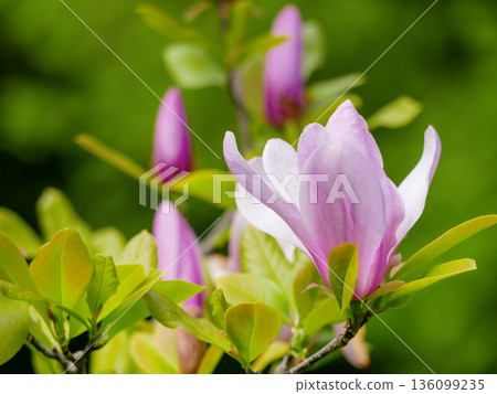 Elegant pink magnolia flower buds on branch with fresh green leaves. Spring bloom, floral nature background, beauty, growth, gardening, zen and freshness concept Elegant pink magnolia flower buds on branch with fresh green leaves. Spring bloom, floral nature background, beauty, growth, gardening, zen and freshness concept 136099235
