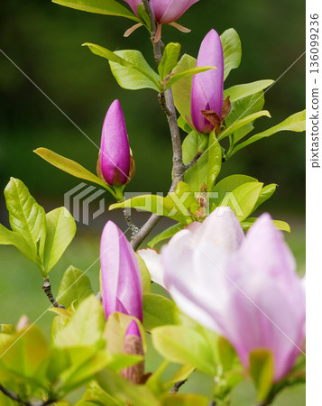 Elegant pink magnolia flower buds on branch with fresh green leaves. Spring bloom, floral nature background, beauty, growth, gardening, zen and freshness concept Elegant pink magnolia flower buds on branch with fresh green leaves. Spring bloom, floral nature background, beauty, growth, gardening, zen and freshness concept 136099236