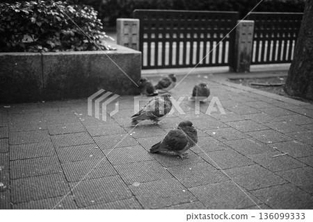 Flock of pigeons Flock of pigeons 136099333