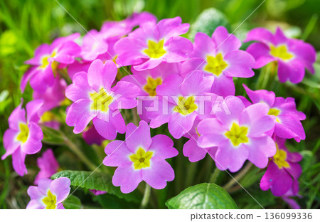 blooming of primula flowers in a garden blooming of primula flowers in a garden 136099336