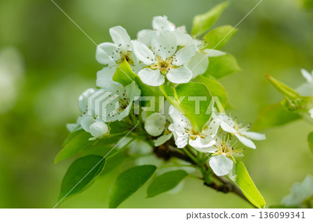 Blooming pear tree. White flowers on a pear tree Blooming pear tree. White flowers on a pear tree 136099341