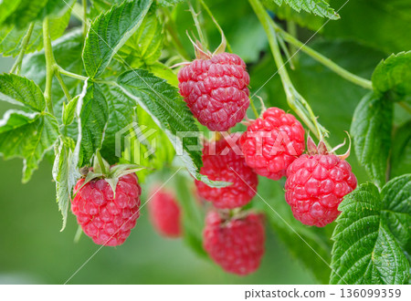 Branch of ripe raspberry on a bush in a garden 136099359