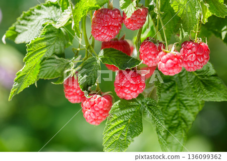 Branch of ripe raspberry on a bush in a garden 136099362
