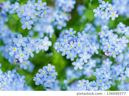 forget-me-not flowers in a forest, top view. Spring flowers forget-me-not flowers in a forest, top view. Spring flowers 136099377