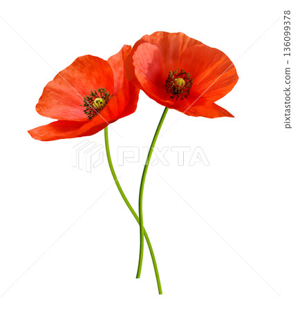 red poppy flowers isolated on white background red poppy flowers isolated on white background 136099378
