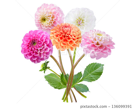 bouquet of dahlia flowers isolated on white background 136099391