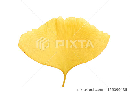[Transparent background] Close-up of a vibrantly colored golden ginkgo leaf 136099486