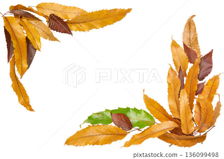 [Transparent background] L-shaped frame with autumn oak leaves arranged diagonally 136099498