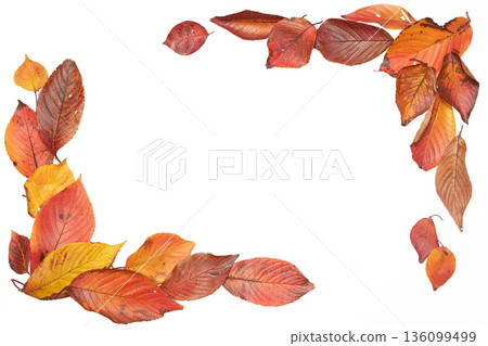 [Transparent background] L-shaped frame with red cherry blossom leaves arranged diagonally 136099499