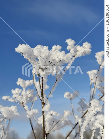 Forest and plants in the snow. Against a blue sky background. Winter landscape. Close-up. Low-Angle Shot. Forest and plants in the snow. Against a blue sky background. Winter landscape. Close-up. Low-Angle Shot. 136100014