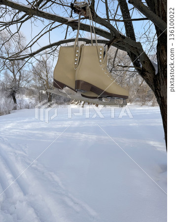 A pair of skates hangs on a tree branch. Above a ski track in a birch grove. Snow in the forest. A pair of skates hangs on a tree branch. Above a ski track in a birch grove. Snow in the forest. 136100022