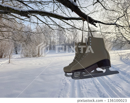 A pair of skates hangs on a tree branch. Above a ski track in a birch grove. Snow in the forest. A pair of skates hangs on a tree branch. Above a ski track in a birch grove. Snow in the forest. 136100023