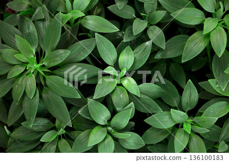 背景素材照片，植物牆的特寫。 136100183