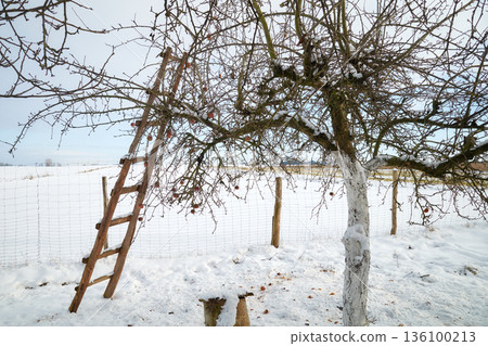 Photo of an apple orchard in winter. Photo of an apple orchard in winter. 136100213