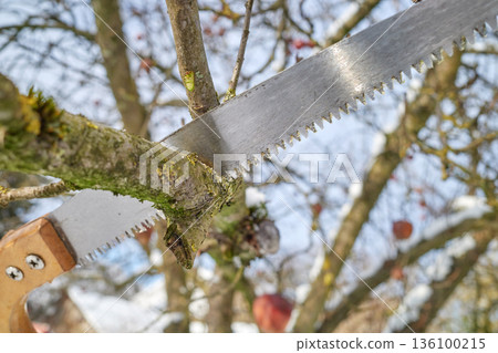 Pruning apple tree branches with a hand saw in winter, selective focus. 136100215