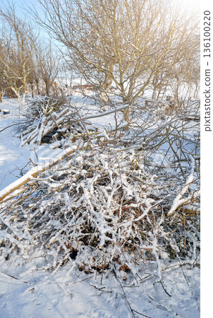 Piles of cut branches after pruning and tidying up the orchard. 136100220