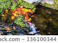 Shallow focus of red and yellow maple leaves in small stream, autumn leaves. Beautiful background of maple in autumn nature. 136100344
