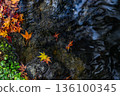 Shallow focus of red and yellow maple leaves in small stream, autumn leaves. Beautiful background of maple in autumn nature. 136100345