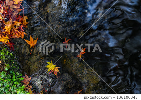 Shallow focus of red and yellow maple leaves in small stream, autumn leaves. Beautiful background of maple in autumn nature. Shallow focus of red and yellow maple leaves in small stream, autumn leaves. Beautiful background of maple in autumn nature. 136100345