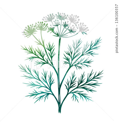 blooming dill on a white background . Hand drawn. Not AI, vector illustration. blooming dill on a white background . Hand drawn. Not AI, vector illustration. 136100357
