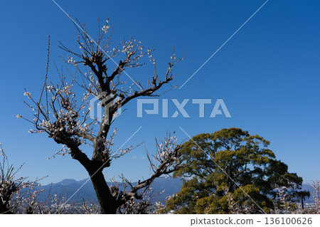 White plum blossoms against the blue sky: Spring scenery at Soga Plum Grove White plum blossoms against the blue sky: Spring scenery at Soga Plum Grove 136100626