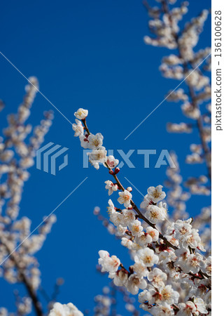 White plum blossoms against the blue sky: Spring scenery at Soga Plum Grove White plum blossoms against the blue sky: Spring scenery at Soga Plum Grove 136100628
