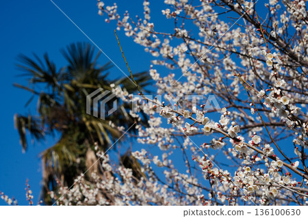 White plum blossoms against the blue sky: Spring scenery at Soga Plum Grove White plum blossoms against the blue sky: Spring scenery at Soga Plum Grove 136100630