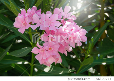 Blooming pink oleander flowers with green leaves in natural sunlight. Floral background, summer garden plant, tropical beauty, decorative blossom Blooming pink oleander flowers with green leaves in natural sunlight. Floral background, summer garden plant, tropical beauty, decorative blossom 136100775