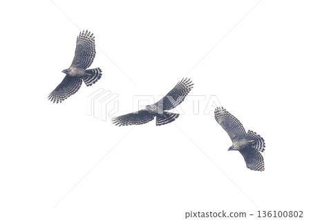 飛翔的山鷹剪影 飛翔的山鷹剪影 136100802