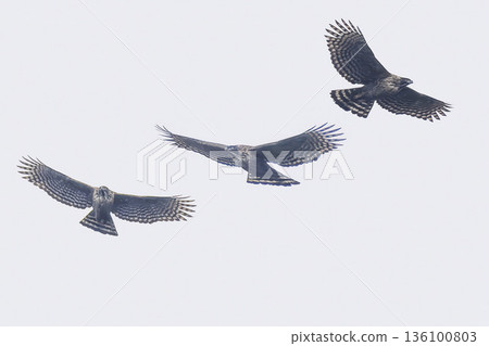 飛翔的山鷹剪影 136100803