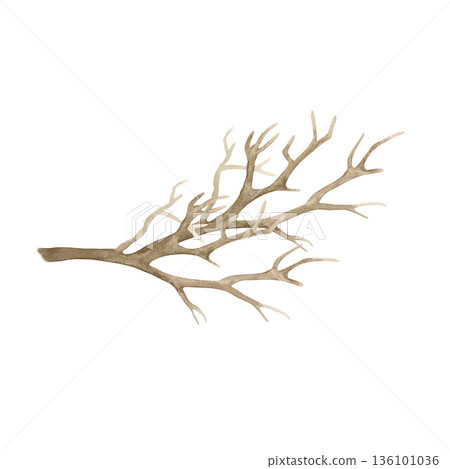 Tree branch without leaves. Hand drawn watercolor illustration isolated on white. Pastel clip art for vintage cards and invitations for Easter and Halloween. Perfect for spring posters and banners. 136101036