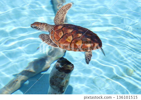 Okinawa Churaumi Aquarium sea turtle hall scenery Okinawa Churaumi Aquarium sea turtle hall scenery 136101515