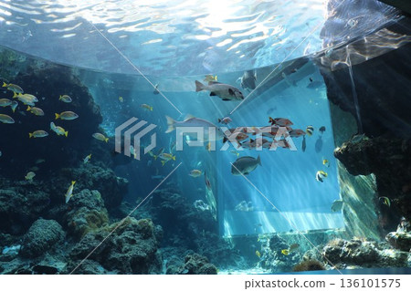 沖繩美麗海水族館,沖繩縣 沖繩美麗海水族館,沖繩縣 136101575