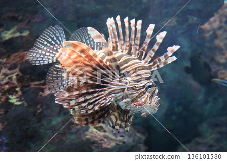 沖繩美麗海水族館,沖繩縣 沖繩美麗海水族館,沖繩縣 136101580