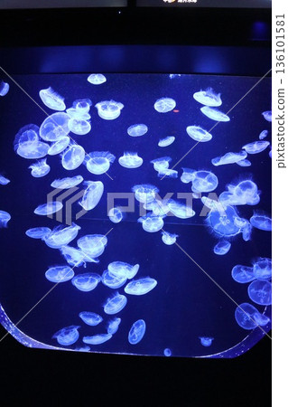 Okinawa Churaumi Aquarium, Okinawa Prefecture Okinawa Churaumi Aquarium, Okinawa Prefecture 136101581