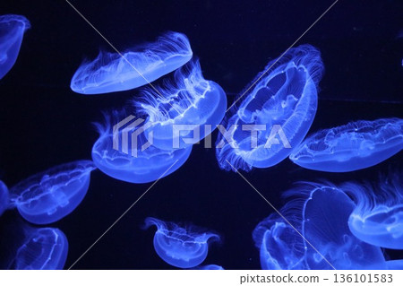 Okinawa Churaumi Aquarium, Okinawa Prefecture Okinawa Churaumi Aquarium, Okinawa Prefecture 136101583