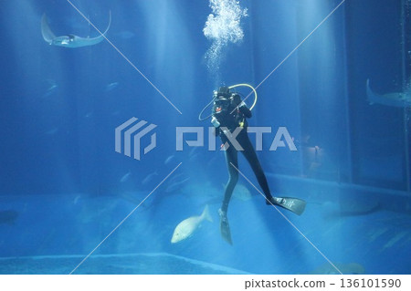Okinawa Churaumi Aquarium, Okinawa Prefecture Okinawa Churaumi Aquarium, Okinawa Prefecture 136101590