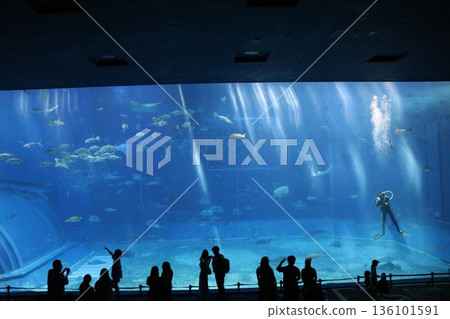 沖繩美麗海水族館，沖繩縣 136101591