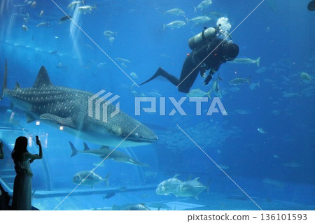 Okinawa Churaumi Aquarium, Okinawa Prefecture Okinawa Churaumi Aquarium, Okinawa Prefecture 136101593