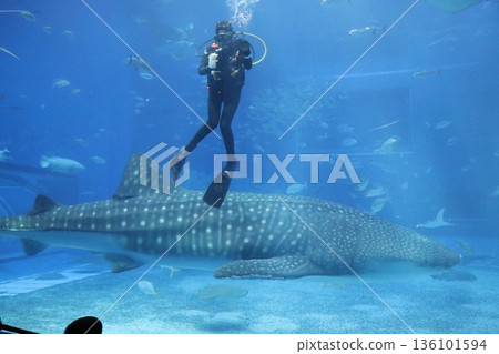 Okinawa Churaumi Aquarium, Okinawa Prefecture Okinawa Churaumi Aquarium, Okinawa Prefecture 136101594