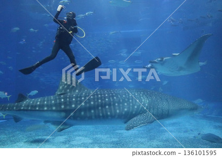 沖繩美麗海水族館，沖繩縣 136101595
