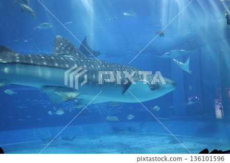 沖繩美麗海水族館，沖繩縣 136101596