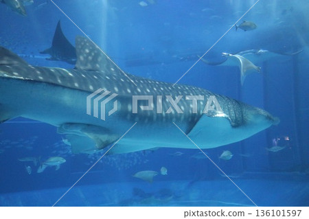 沖繩美麗海水族館，沖繩縣 136101597