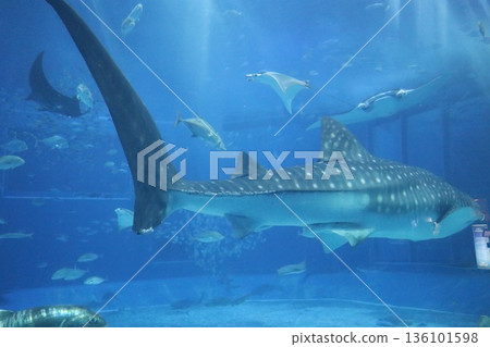 沖繩美麗海水族館，沖繩縣 136101598