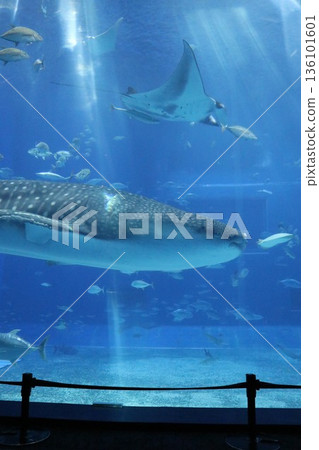 Okinawa Churaumi Aquarium, Okinawa Prefecture Okinawa Churaumi Aquarium, Okinawa Prefecture 136101601