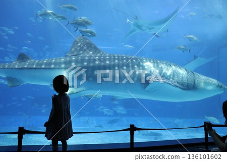 Okinawa Churaumi Aquarium, Okinawa Prefecture Okinawa Churaumi Aquarium, Okinawa Prefecture 136101602
